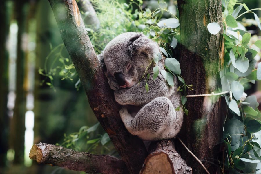 Koalas+eat+eucalyptus+leaves+from+only+40+of+the+approximately+700+species+available.