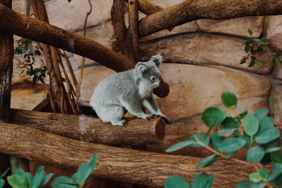 Photo+by+Florentine+Pautet+on+Unsplash
