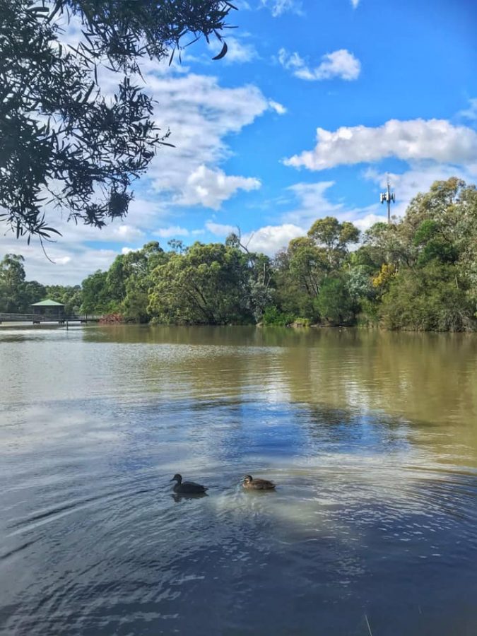Calm enough on the surface: Ringwood Lake Park is a tranquil escape from surrounding suburbia but disenchantment with policies on the environment may play a critical part in the decision on who is sent to Canberra to represent Deakin. Photo: Emily Johnson