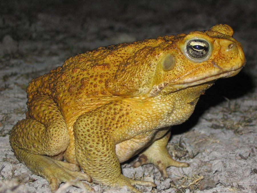 Climate+change+is+making+NSW+the+perfect+breeding+ground+for+the+stocky%2C+warty+cane+toad.