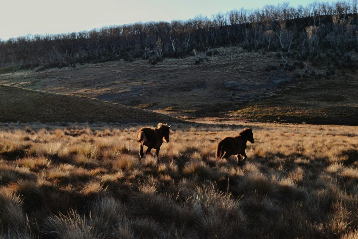 A herd of cattle standing on top of a dry grass field