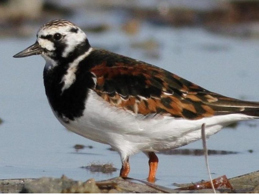 A small bird standing next to a body of water