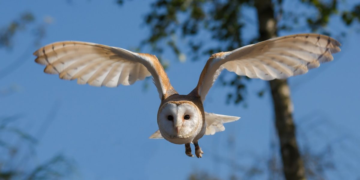 A bird flying in the sky