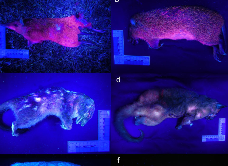 JCU zoologist Linda Reinhold said the team found the amino acid “tryptophan” found in bandicoots, quolls and possums was causing a bright pink glow.