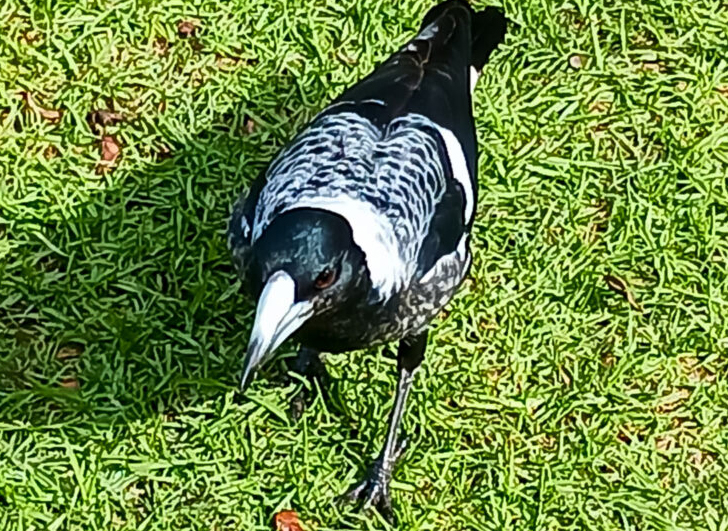 A bird that is standing in the grass