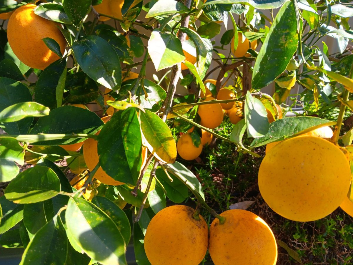 A group of fruit hanging from a tree