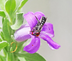 A purple flower on a plant