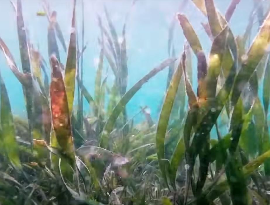 A close up of a plant