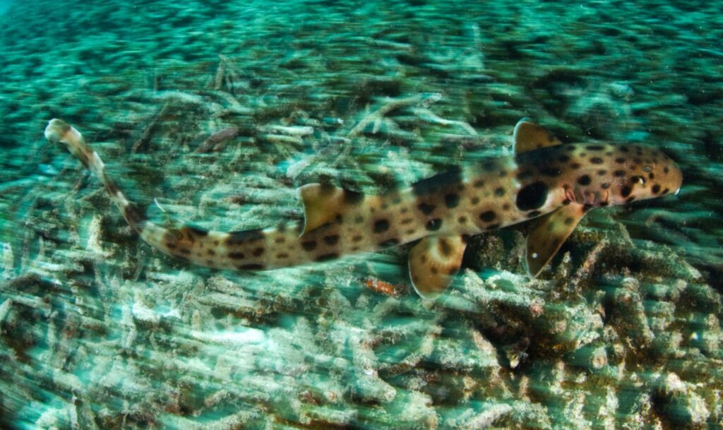 A fish swimming under water